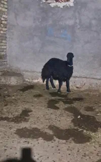 میش ،گوسفند ،بره،بز