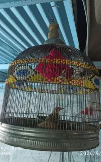 سهره خاکی