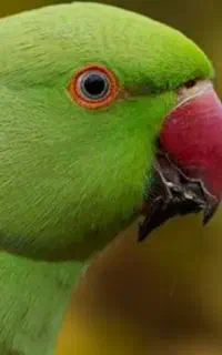 طوطی ملنگو سخن گو