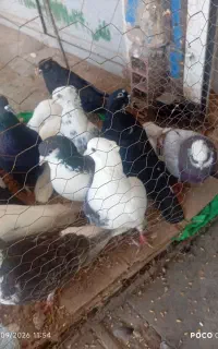 کفترمعلقی وغیره