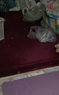 نزدیک هشتاد متر موکت