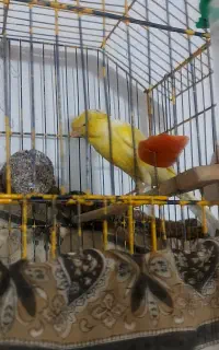 قناری طلای گاکولی سوپر کشیده