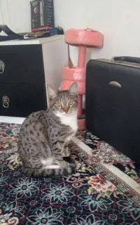 یک عدد گربه ۴ماهه  زیبا و رایگان