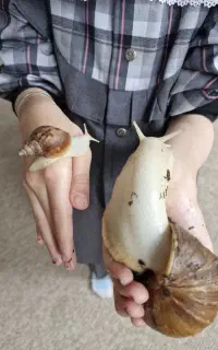 حلزون،جوجه ،پیش مولد