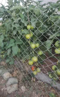 استخدام نیرو گلخانه