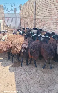 ۴۶راس بره ماده اصیل وزیبای شال