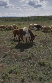 الاغ گوسفندی یک ساله نز