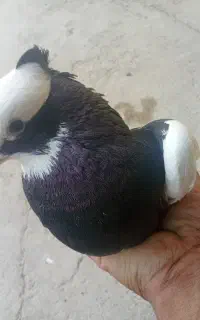 کبوتر طوق سیاه  نر