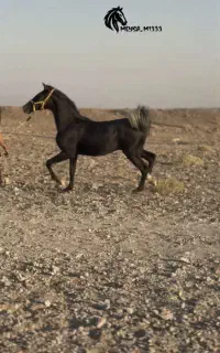 اسب