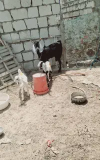 بزماده جوان فقط معاوضه با تروشت پنجاب
