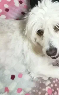 گمشده