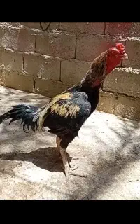 خروس اصیل و