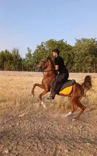 اسب نریان