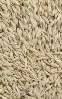 جودیم‌بدری‌‌سرارود