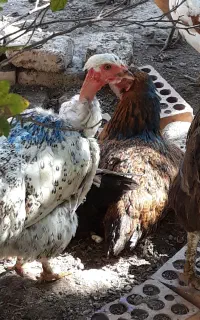 مرغ گردن لخت طبیعی