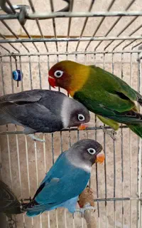 برزیلی کوتوله