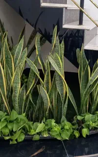 خدمات باغبانی کاشت گل گیاه تعویض خاک گلدان