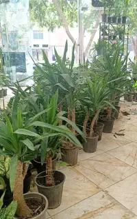 گل آپارتمانی به قیمت گلخانه و ارزان