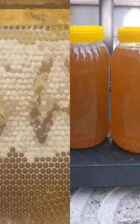 فروش عسل