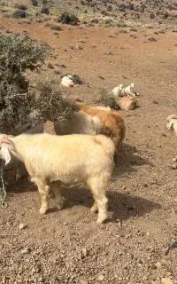 نری بذری
