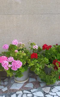 گل شمعدانی