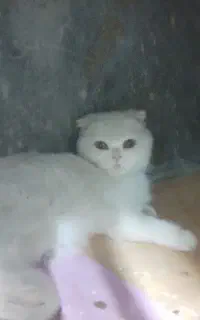 گربه دو عدد ماده اسکاتیش