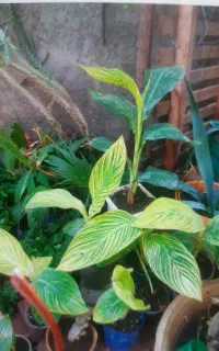 گل و گیاه