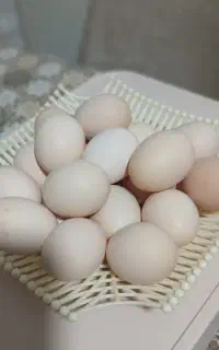 تخم مرغ محلی