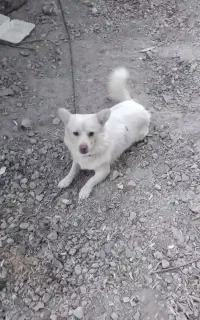 سگ گمشده