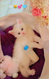 گربه بچه پرشین ایسی خانوم