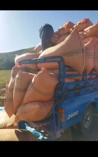 نیازمند کارگر کاه گیر