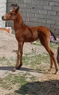کره مادیان ۵ماهه