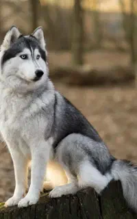 سگ هاسکی نروماده