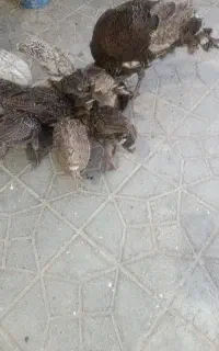 بوقلمون