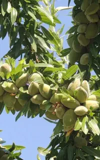 باغبانی و تهیه و توزیع نهاده های کشاورزی