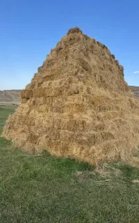 علوفه دام و گاو پرس
