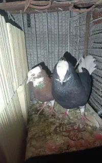 دو جفت کبوتر بسیار خوب