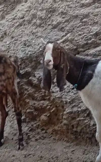 دو راس بز پاکستانی درجه یک