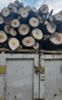 خرید انواع درخت