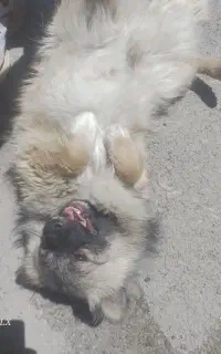 واگذاری سگ به قیمت مناسب