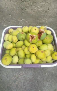 انجیر تازه