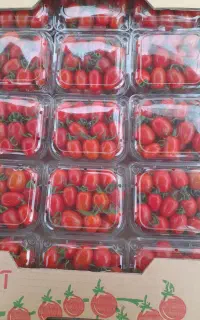 ظرف میوه یک بار مصرف