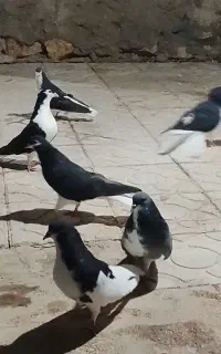 کفتر