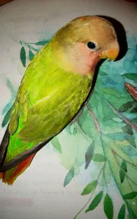 یک جفت جوجه کوتوله مارال
