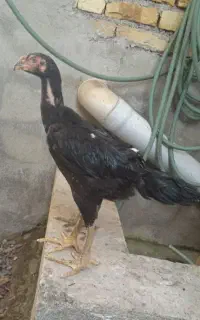 جوجه لاری