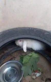 خرگوش خوشگل