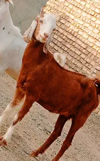 . کهرع مری  چاق.