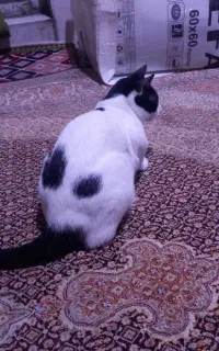 ۴عدد گربه