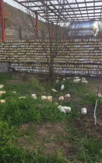 بنایی وسفتکاری