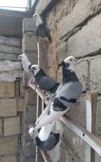 شازده سبز
